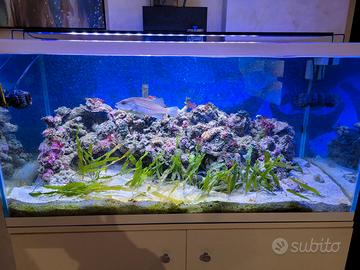 Acquario mediterraneo 250 lt completo