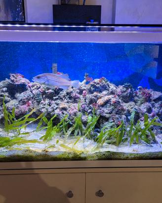 Acquario mediterraneo 250 lt completo