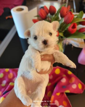 cuccioli maltese 