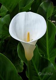 Calla bianca piccola