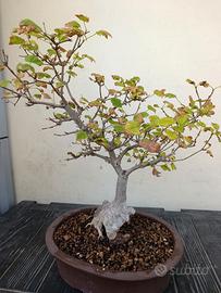 bonsai