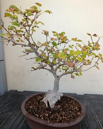 bonsai