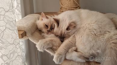 Coppia di Sacri di Birmania con Pedigree