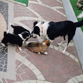 Border collie maschietto