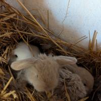 Cuccioli minilop in diversi colori