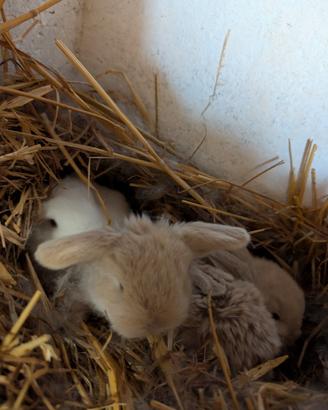 Cuccioli minilop in diversi colori