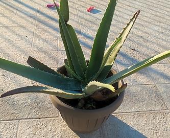 pianta di aloe vera 