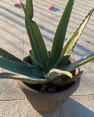 pianta di aloe vera 
