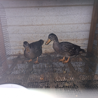 Anatre germano reale