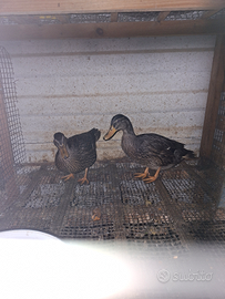 Anatre germano reale