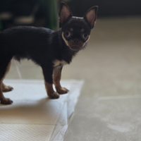 Chihuahua