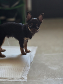 Chihuahua