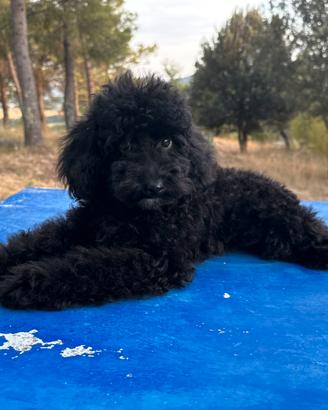 Barboncino nero