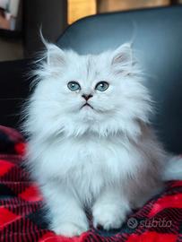 Gattino Persiano 