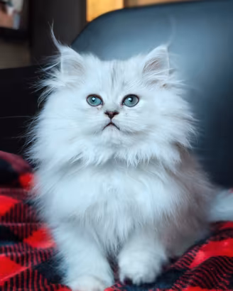 Gattino Persiano 