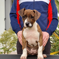Cucciola Amstaff