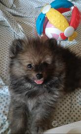 Spitz Pomerania 