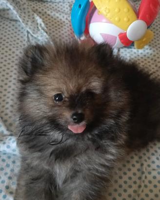 Spitz Pomerania 