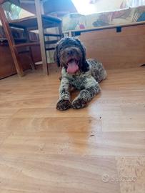 Lagotto romagnolo