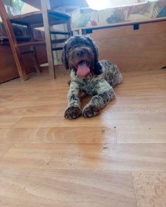 Lagotto romagnolo