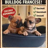 Bulldog Francese