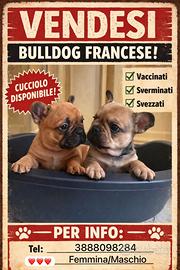 Bulldog Francese