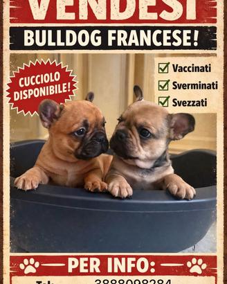Bulldog Francese