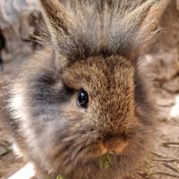 Cuccioli Coniglio Nano Testa Leone