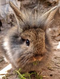 Cuccioli Coniglio Nano Testa Leone