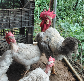 U.o.v.a. f.e.c.o.n.d.e