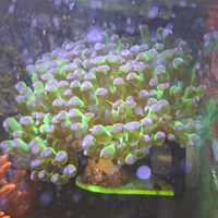 Coralli acquario marino