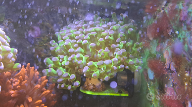 Coralli acquario marino