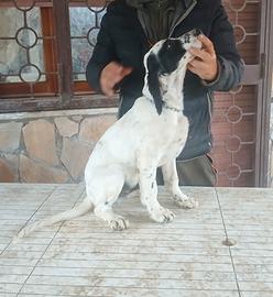 Cuccioli setter inglese maschio e femmina