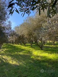 Oliveto in produzione