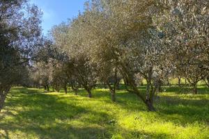 Oliveto in produzione