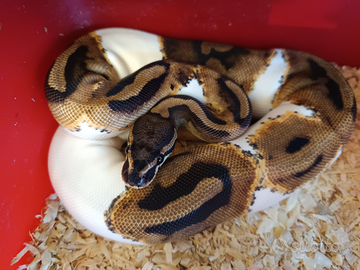 Serpente, pitone reale, python regius