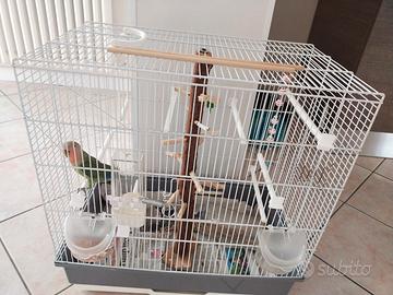 Pappagallo inseparabile + Gabbia