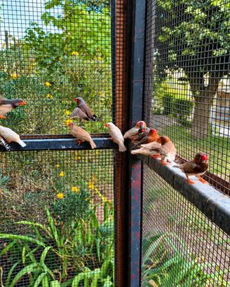Diamanti di Gould Olandesi - Taglia Grande - Belli