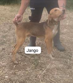 Segugio maremmano fortissimi sul cinghiale