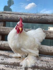 Gallo Cocincino