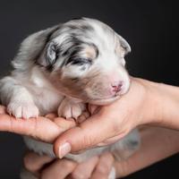 Cucciolo Pastore Australiano