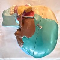 Modello anatomico cranio