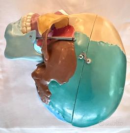 Modello anatomico cranio