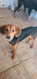 Luigi, Beagle Mix in Canile a Catania