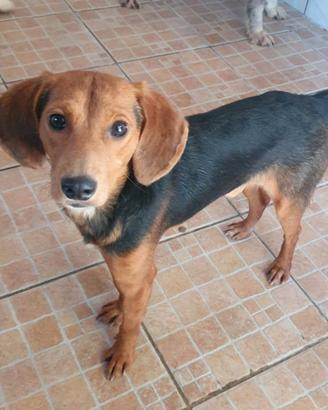 Luigi, Beagle Mix in Canile a Catania