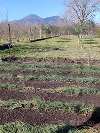 Poggiomarino Terreno Agricolo con Rudere di 52mq