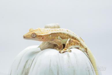 Geco ciliatus