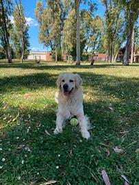 Golden retriever per accoppiamento
