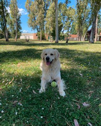 Golden retriever per accoppiamento