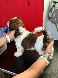 Shih tzu
